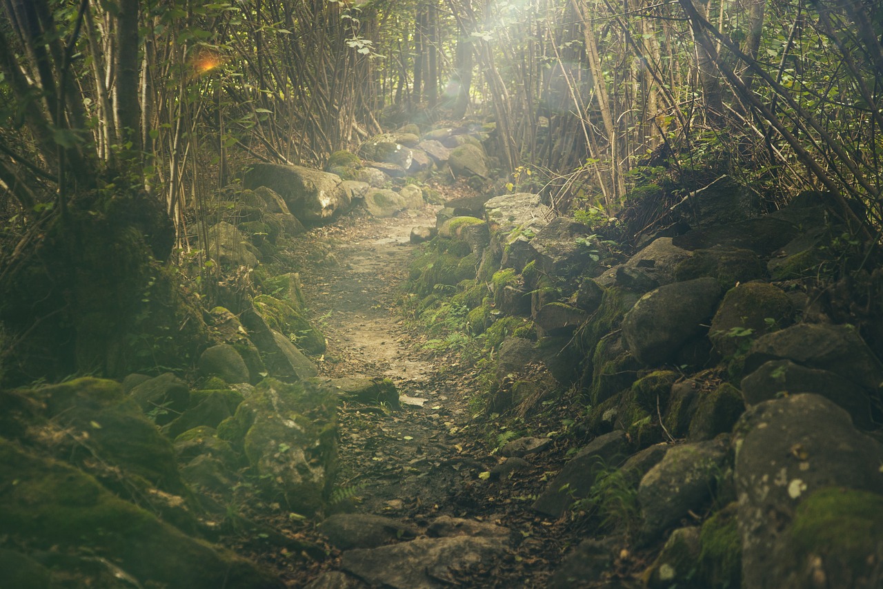 a path in the forest
